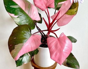 フィロデンドロン レッド エメラルド (Philodendron Erubescens)、1