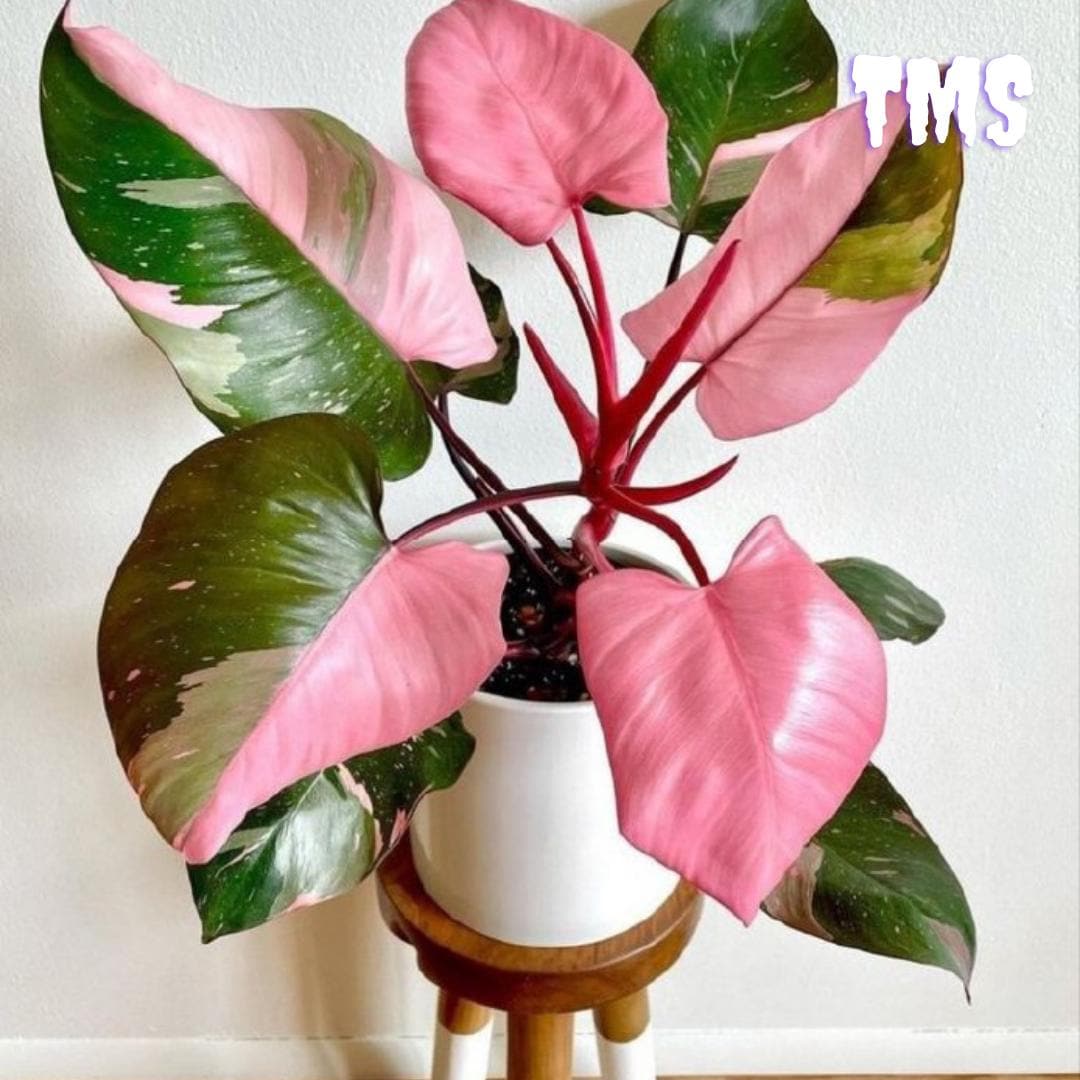 Philodendron erubescens - Etsy 日本