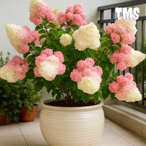 Hortensia Fresa Paniculata Vainilla Fresa 10 Semillas