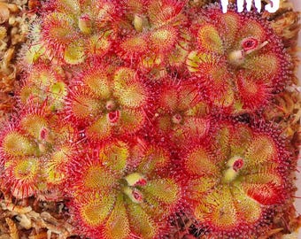 100 semillas de Drosera burmannii 'Humpty Doo' / Drosera carnívora de cosecha fresca / Alta germinación