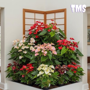Rare anthurium - Etsy 日本