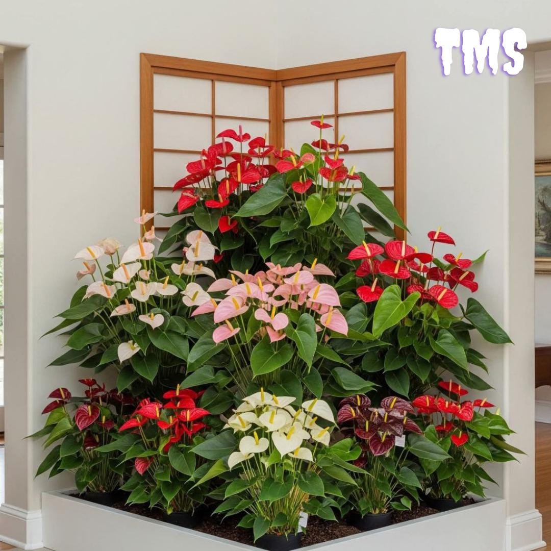 Rare anthurium - Etsy 日本