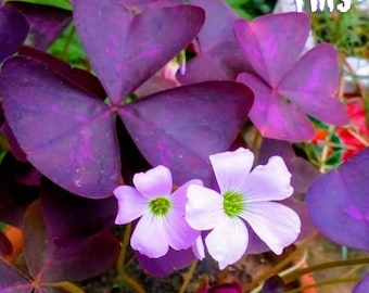 100 rote Oxalis Samen: violettes Kleeblatt, seltene Zimmerpflanze - Etsy.de