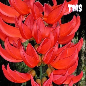 5 Rare Red Jade Vine Seeds | Mucuna Bennettii Woody Climbing Perennial | Cascading Flowers | Tropical