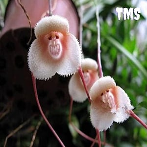 50 Rare Monkey Face Orchid Seeds | Peculiar Dracula Simia Flower | Unique Exotic Collector Plant