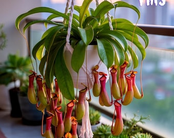 Tropische Schlauchpflanze 50 Samen | Riesige Nepenthes Fleischfressende Pflanze