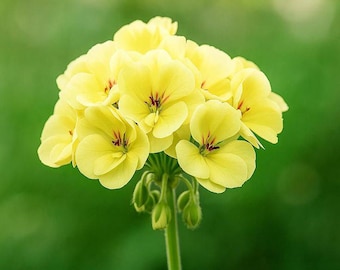 希少な黄色のゼラニウム 10粒 | 育てやすい多年草 | 明るいコテージ