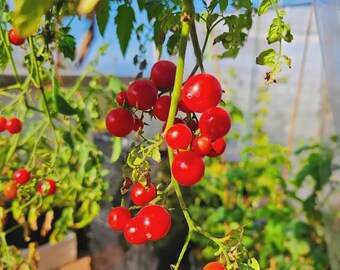 10 Hanging Tomato Seeds - Cherry Tomato