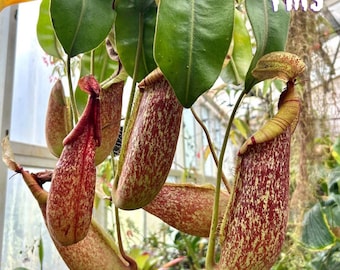 50 Nepenthes mirabilis Samen Gemischt | Wachsen exotische fleischfressende Kannenpflanzen | Seltene tropische Zimmerpflanze
