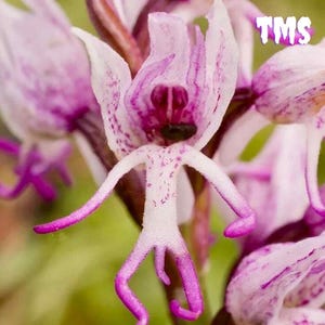 Naked Man Orchid - Etsy
