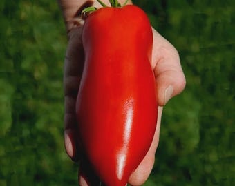 100 semi di pomodoro italiano Heirloom Super in salsa di pomodoro / pomodoro da sugo di carne non OGM