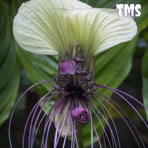 15 semillas raras de flor de murciélago blanca / Tacca integrifolia, planta tropical exótica / Flores únicas con bigotes