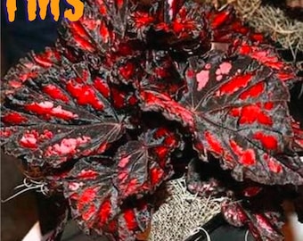 Blooms625 ベゴニア ルージュ バリエガタ ベゴニア ベゴニアの種子 30