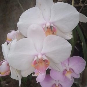 weiße mehrjährige Phalaenopsis Orchidee Blume 100 Samen