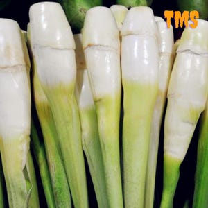 anthurium andreanum cavalli Anthurium Andreanum Delicata | organically grown tropical plants for sale main image 1