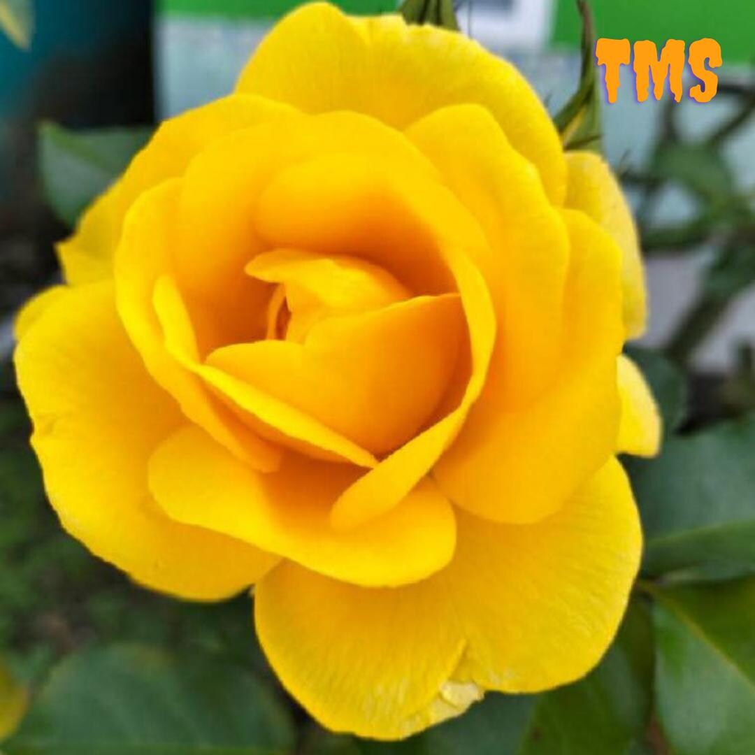 Double Yellow Roses 50 Double Yellow Rose Flower Seeds Hybrid | Classic Perennial Shrub ...