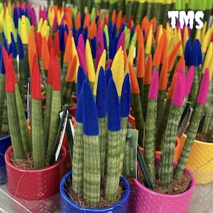 cactus san pedro for sale Cactus Affinity