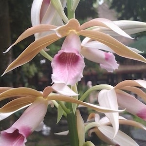 100 Orchidee Blumensamen
