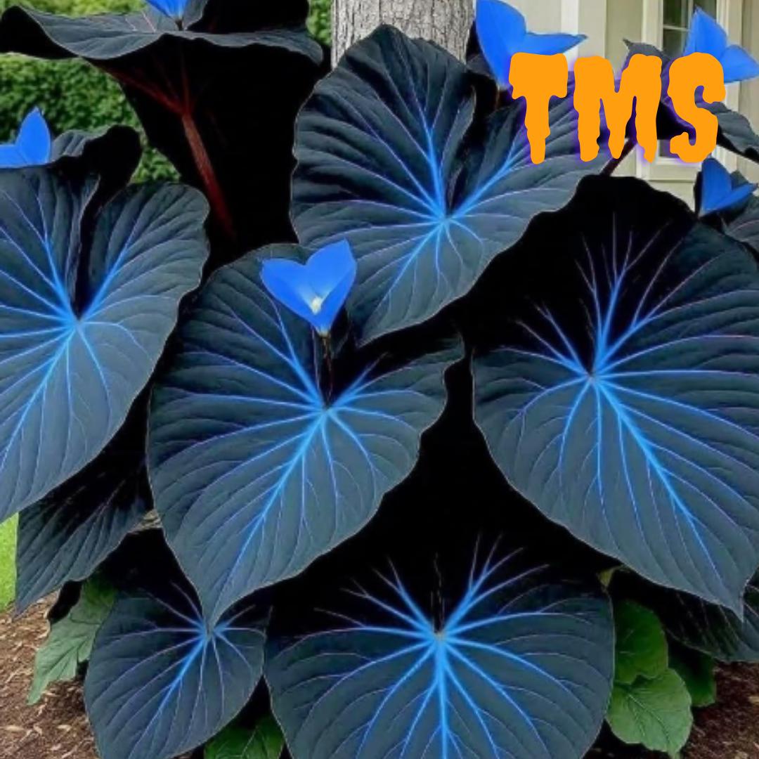 カラジウム レア il_fullxfull.7356851960_euo0.jpg