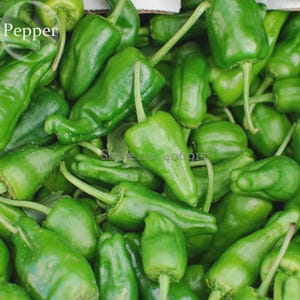 Puede incluir: Primer plano de un montón de pimientos verdes frescos. Los pimientos son alargados, con una forma ligeramente curvada y un color verde vibrante. La palabra "Pepper" es visible en una etiqueta circular en la esquina superior izquierda.