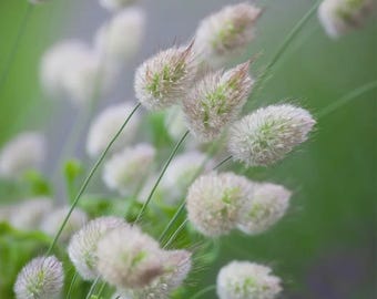 バニーテールグラスの種 30粒 | 一年草の観賞用ハーブ