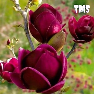 Rare Genie Magnolia 10 Seeds | Dark Red Yulan Tulip Tree Flower