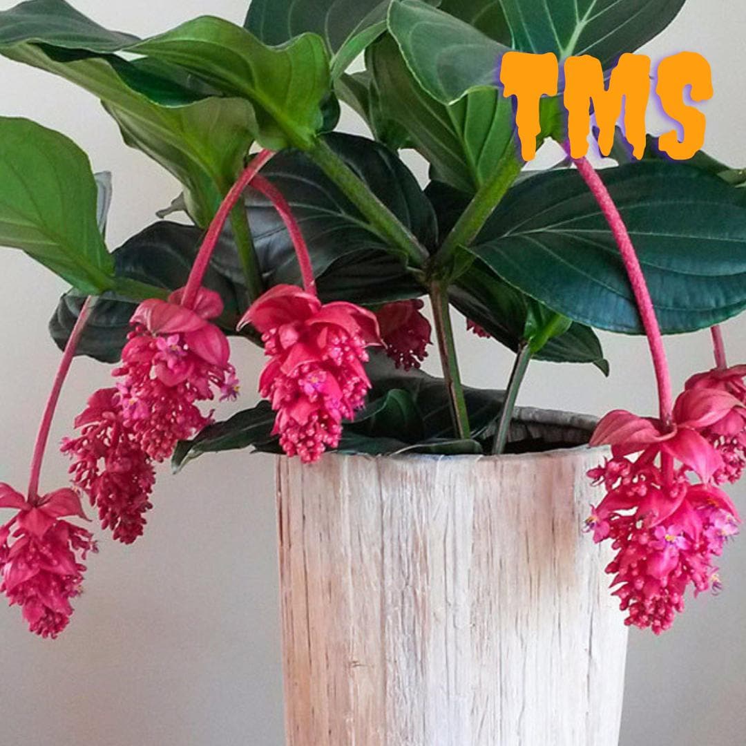Medinilla magnifica - Etsy 日本