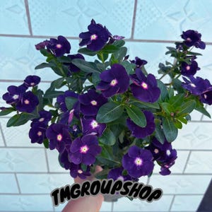 ブラックマダガスカルペリウィンクルシード 100粒 | ユニークな黒に近い花