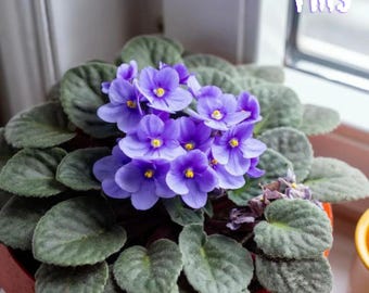 African Violet Seeds | Indoor Flowering Houseplant 200 Seeds