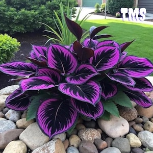 Purpur-Schwarze Hosta 300 Samen Winterharte mehrjährige Pflanzen