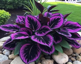 Paars-zwarte Hosta 300 Seeds winterharde vaste planten