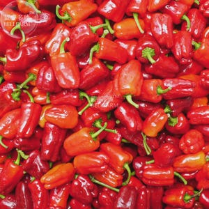 Könnte beinhalten: Nahaufnahme eines Haufens roter Paprika mit grünen Stielen. Die Paprika sind in verschiedenen Rot- und Orangetönen gehalten. Das Bild ist gut beleuchtet und zeigt die leuchtenden Farben und Texturen des frischen Produkts.