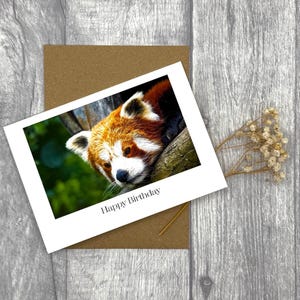 Carte de joyeux anniversaire panda roux A6 - photographie animalière de haute qualité, carte de voeux personnalisée de paysage