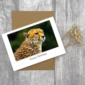Carte d'anniversaire guépard A6 - photographie de haute qualité, carte de voeux paysage personnalisée