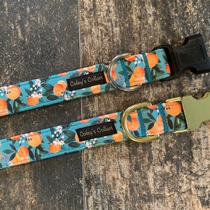 May include: Two dog collars with a teal blue background and a pattern of orange citrus fruit. The collars have gold and black buckles and the text "Coley's Collars" is printed on each collar.