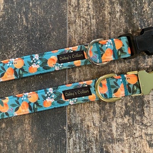 May include: Two dog collars with a blue background and orange fruit print. The collars have black and gold buckles and the text "Coley's Collars" is printed on the collars.