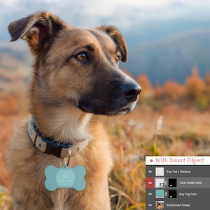 May include: A light brown dog with a black nose and brown eyes wearing a beige collar with a bone-shaped, light blue dog tag. The tag has a monogram and the text "Su". The dog is outdoors in a field.