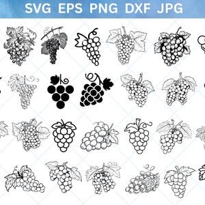 Grape SVG, Wine Svg Bundle, Fruit SVG, Vineyard Cut File, Wine SVG, Grape Cricut, Grape Vector, Grape Digital Download, Grape Silhouette,Png