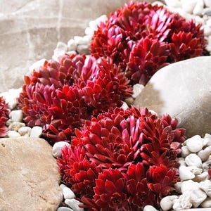 Puede incluir: Primer plano de un grupo de plantas suculentas rojas dispuestas en un lecho de piedras blancas. Las plantas tienen forma de roseta y están dispuestas en fila.