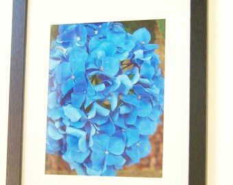 Hydrangea Close Up Photograph: Original Botanical Art/ Matted & Framed