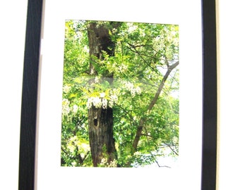 Spring Flowering Locust Tree Color Photograph - Original Artistic Floral - "Who Lives Here" - Hudson Valley, New York - Matted & Framed