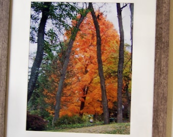 Orange Leaf Tree & Crossing Trunks Original Photograph: Signed/Framed Fine Art