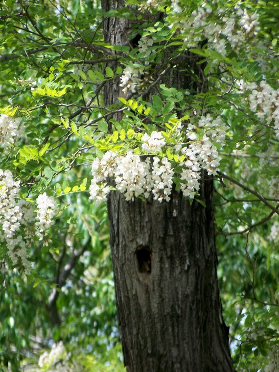 Flowering Locust Tree Framed Photograph White Cascading Etsy