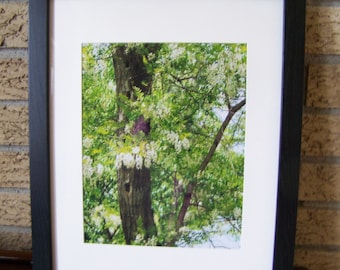 Flowering Locust Tree Photograph: Original Signed Botanical Wall Art/Matted/Framed