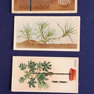 Vintage 1923 Imperial Tobacco Co. van Canada kaarten-tuinieren hints-collectible-complete set van 50