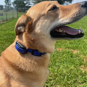 3/4in E-collar Strap (Mini-educator not included)