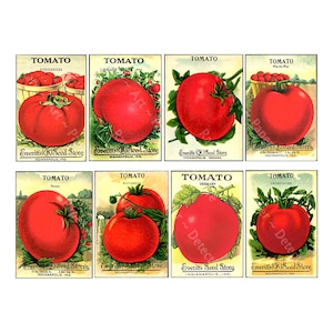 Pacchetti di semi di pomodoro antichi, ADESIVI REALI, Confezioni di semi vintage, Cartello serra da giardino, Capanno da giardino rustico, Carta effimera vittoriana, 623P