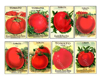 Antique Tomato Seed Packets, REAL STICKERS, Vintage Seed Packs, Garden Greenhouse Sign, Rustic Garden Shed, Victorian Ephemera Paper, 623P