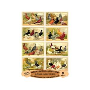 Fancy Pigeon Stickers. Antique Pigeon Illustrations, Great for Journals, Bookmarks or Gift Making, 4&quot; Wide Stickers, Cut & Peel Sheet, 1223
