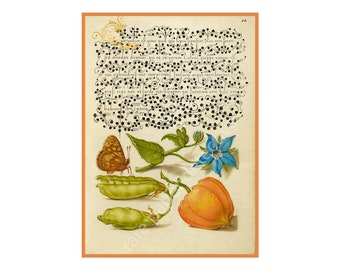Garden & Calligraphy Print Décor, 5" x 7", Unusual Calligraphy Print embellished with Fruit and Flower Illustrations, Reproduction, 21-75